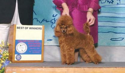 apricot poodle breeders